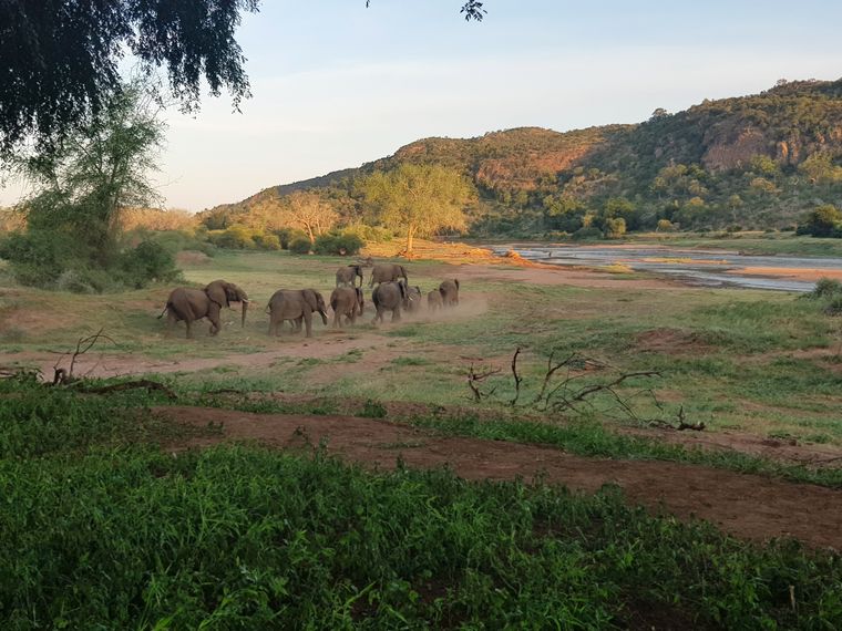 blog-news-projektbesuch-ecoquest-suedafrika-elefantenherde-natucate