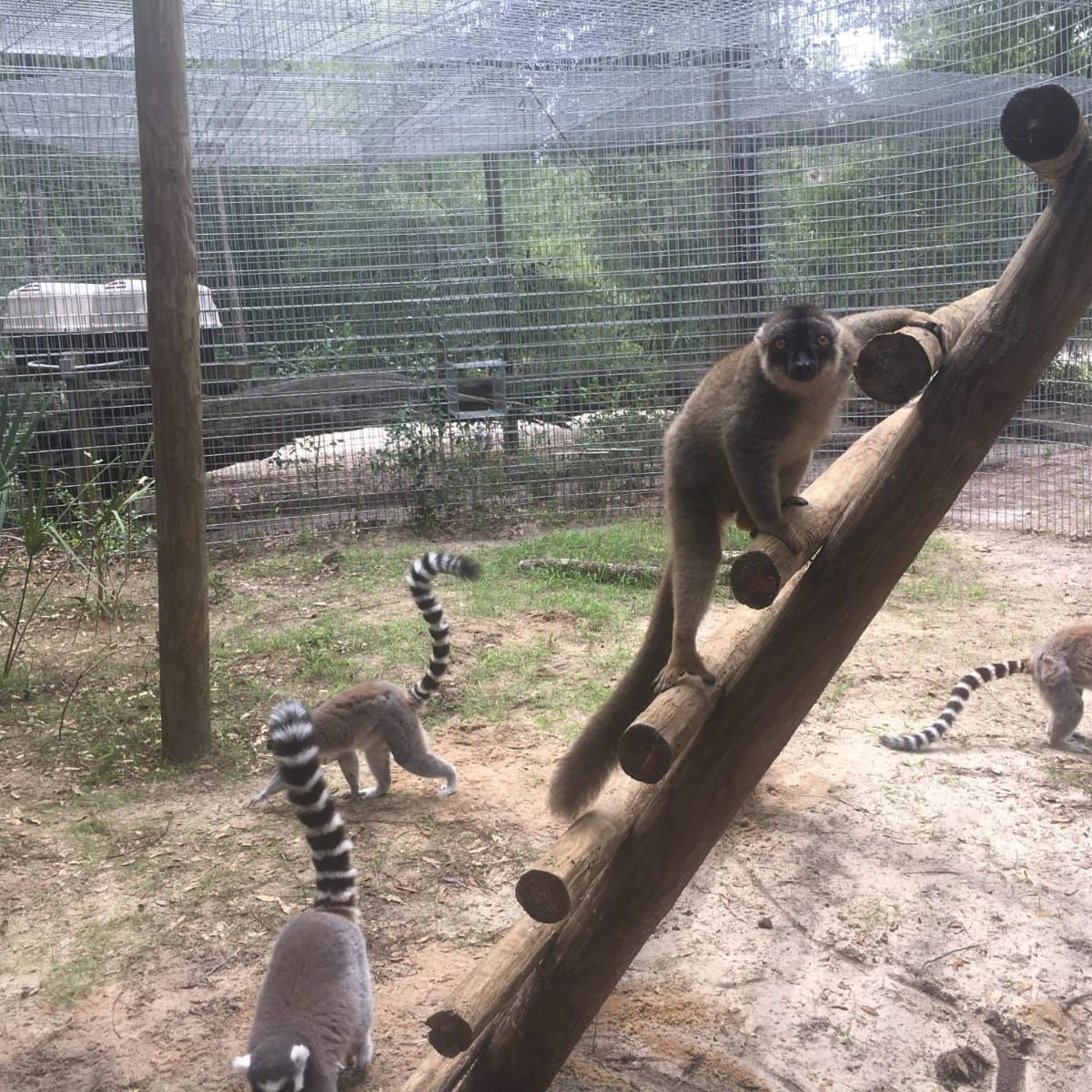 erfahrungsbericht-usa-florida-wildlife-vor-ort-tierschutz-affen-natucate