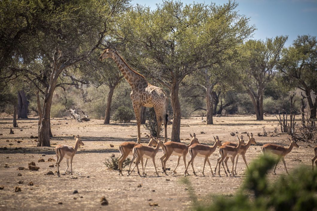 Eine Giraffe steht umringt von einer Herde Impalas in der Steppe