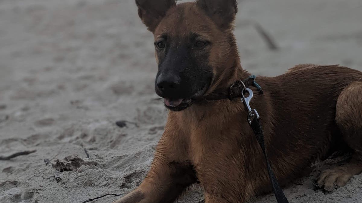 erfahrungsberichte-freiwilligenarbeit-thailand-latifa-hund-strand