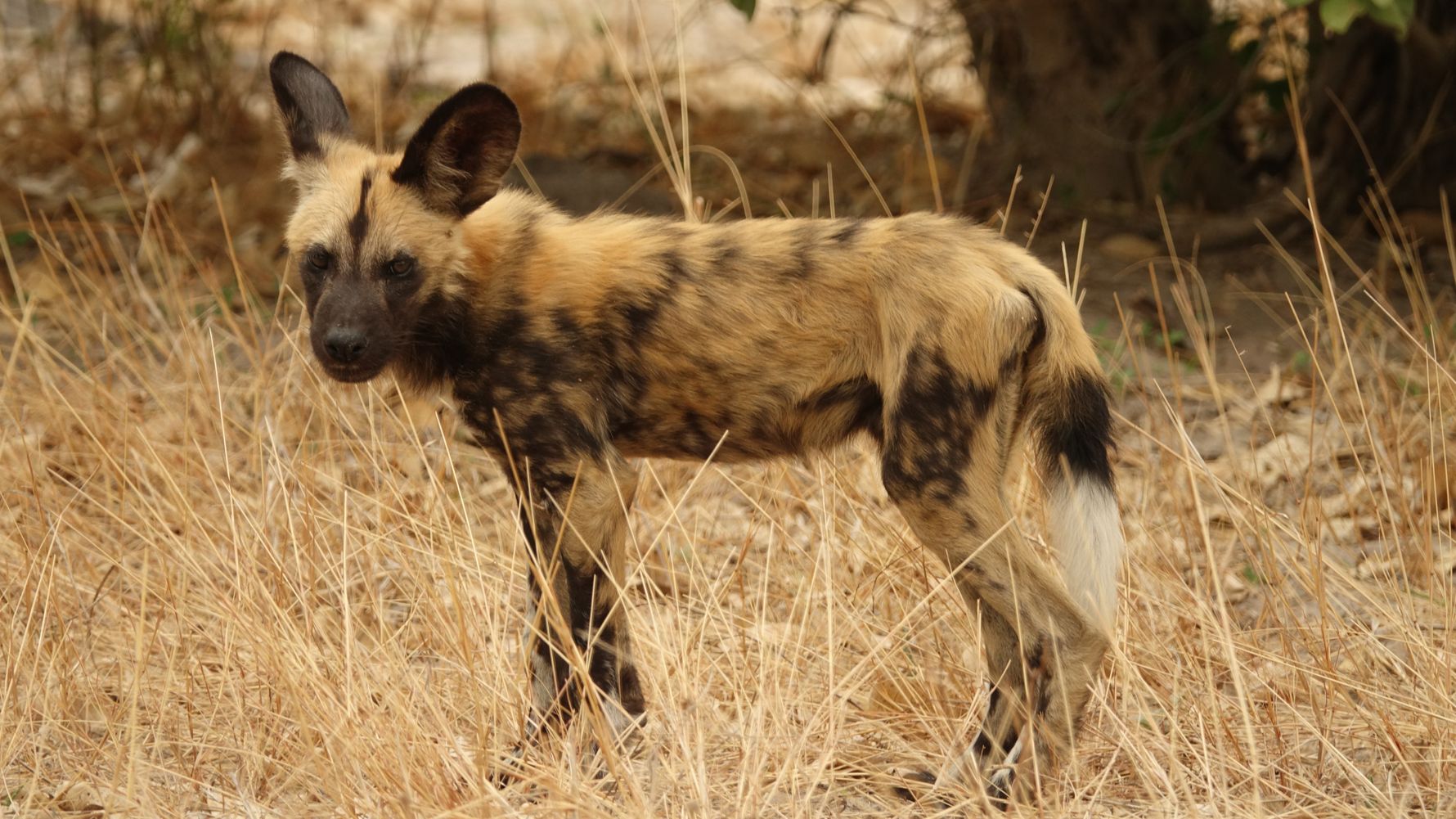 blog-ratgeber-safari-haeufig-gestellte-fragen-wildhund-natucate