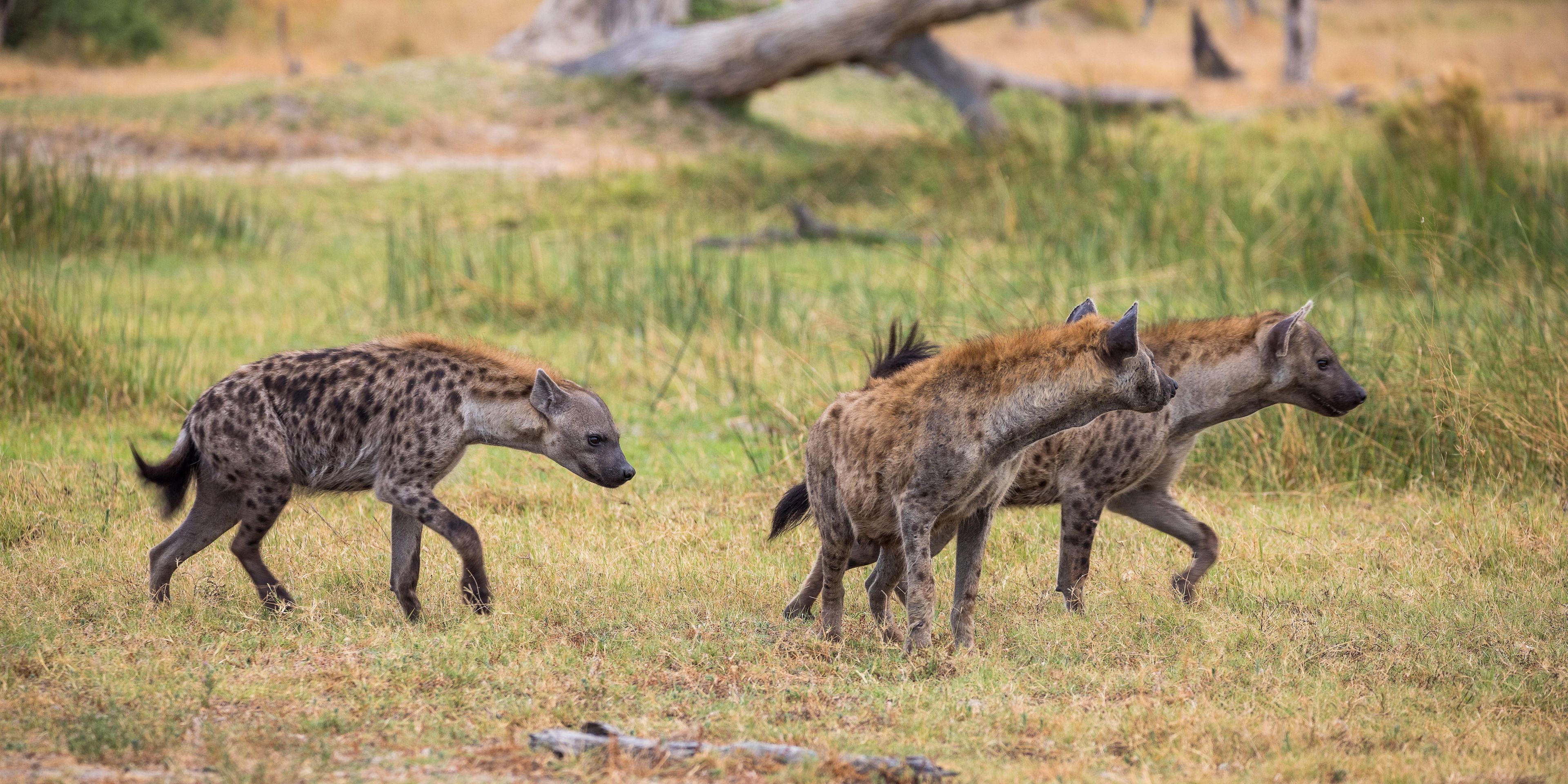 natucate-safari-okavango-delta-expedition-hyena