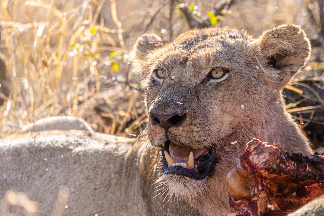 natucate-guide-course-bw-pfg-lioness