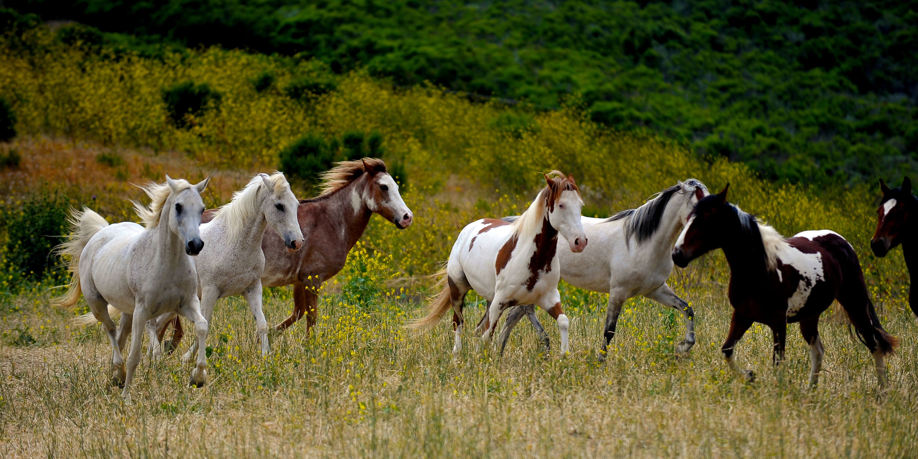 Eine kleine Herde wilder Mustangs in den USA galoppiert ueber eine Wiese