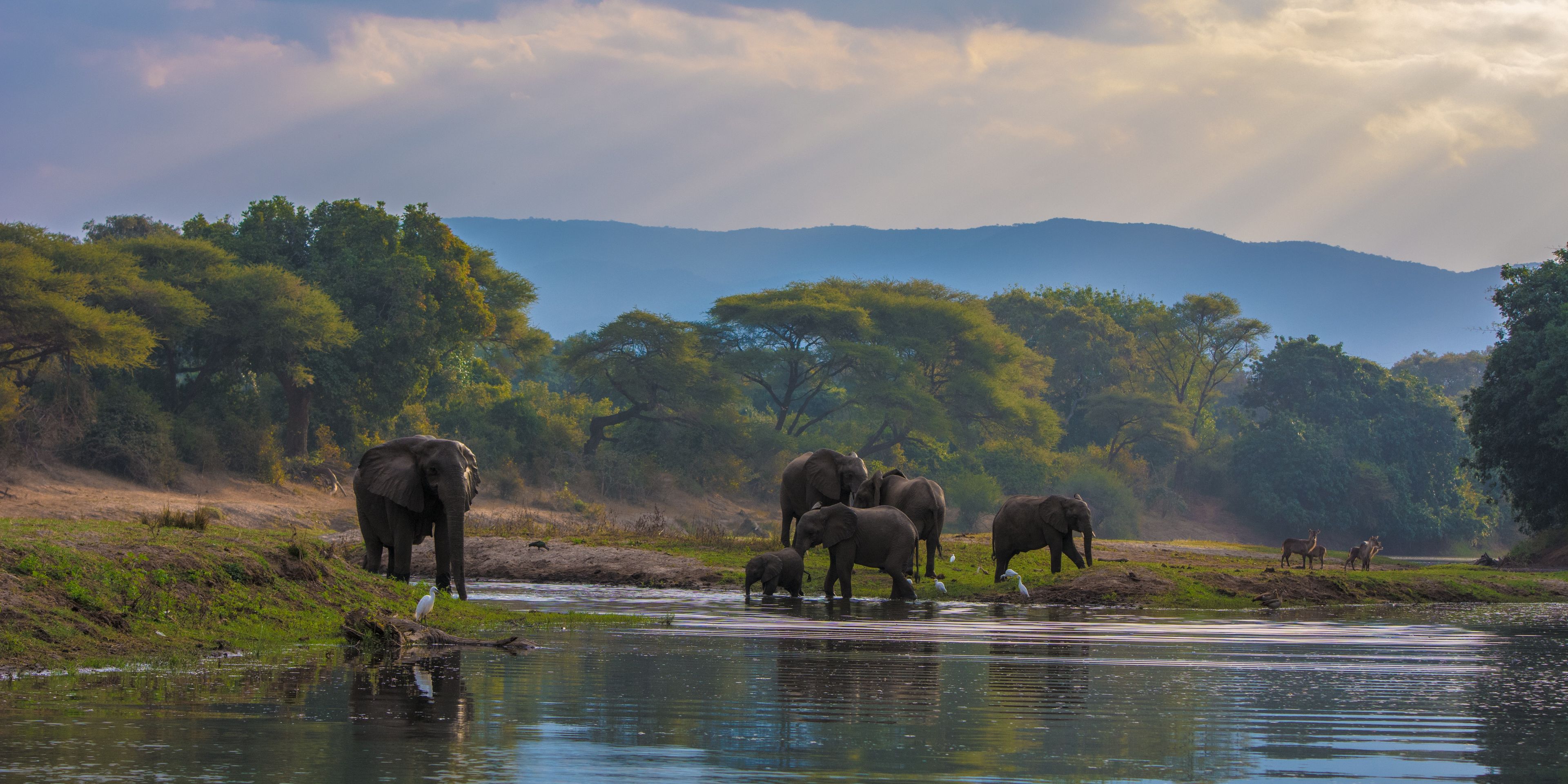 chongwe-river-zambezi-elephant-herd