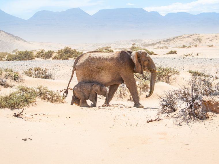 Elefantenmutter und Baby laufen durch Damaraland