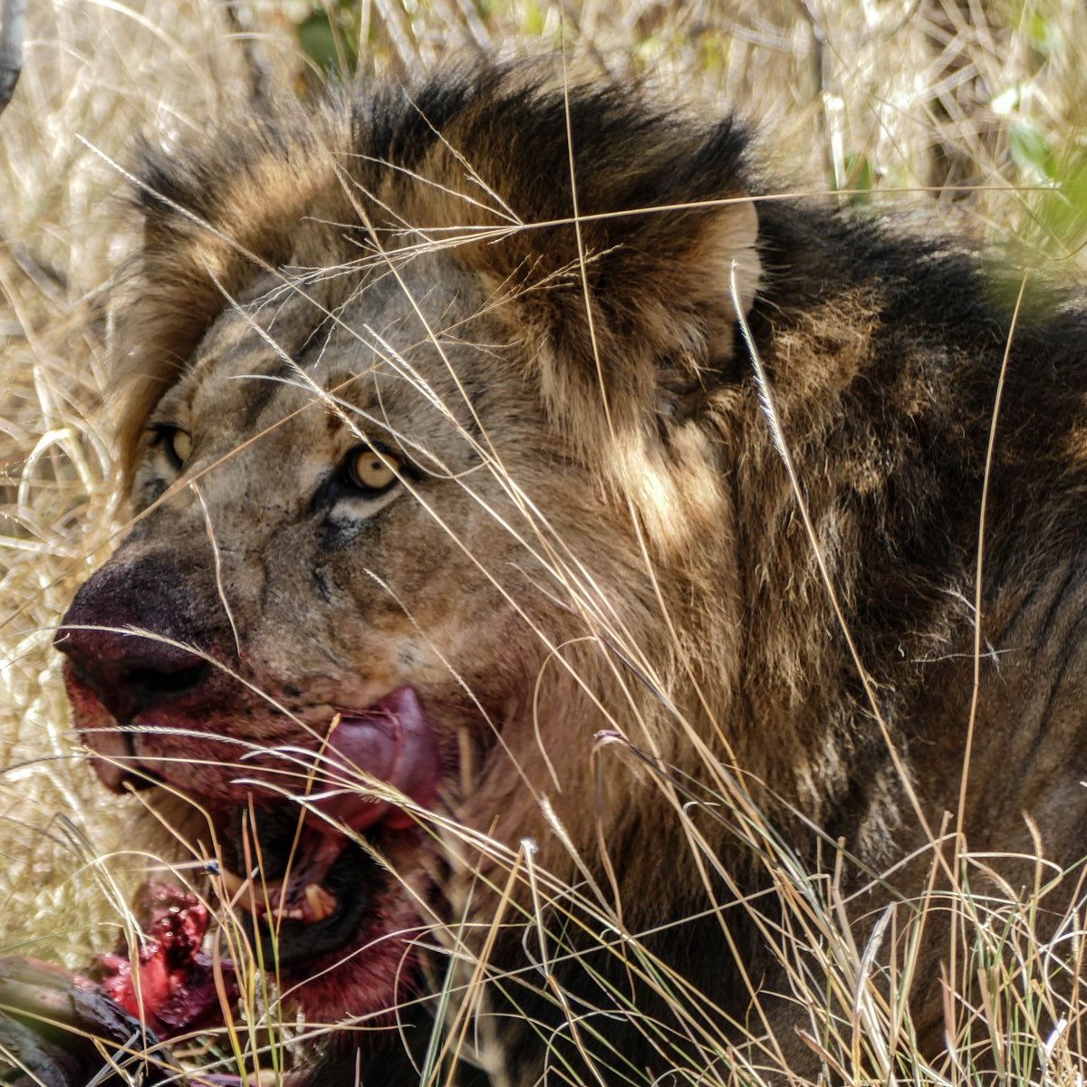 erfahrungsbericht-suedafrika-rangerausbildung-kundenfotos-loewe-natucate