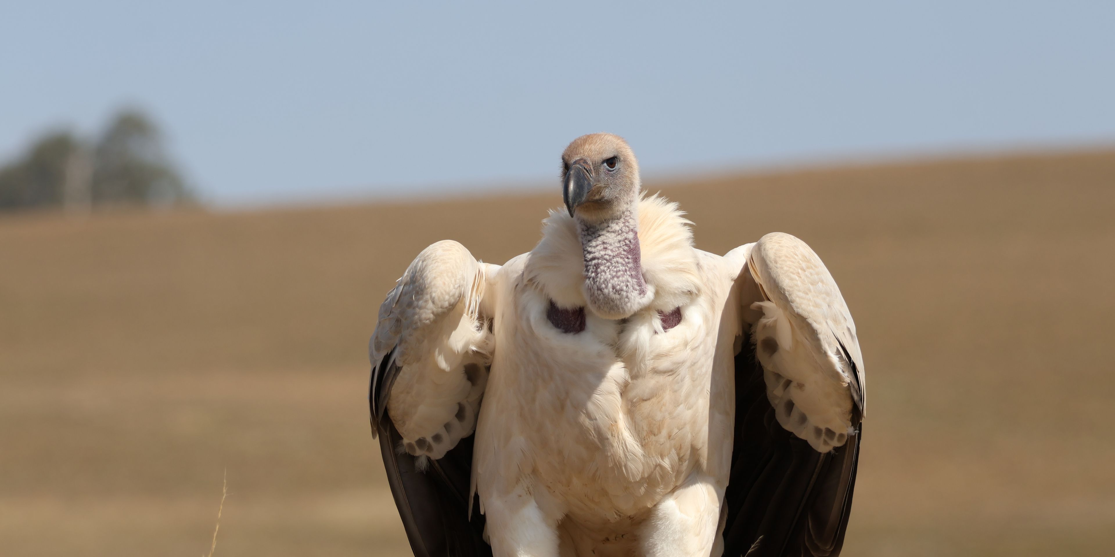 Sitting vulture in front of landscape