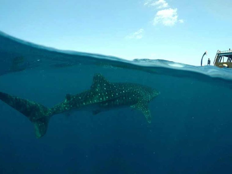 schutz-walhaie-blog-natucate-freiwilligenarbeit