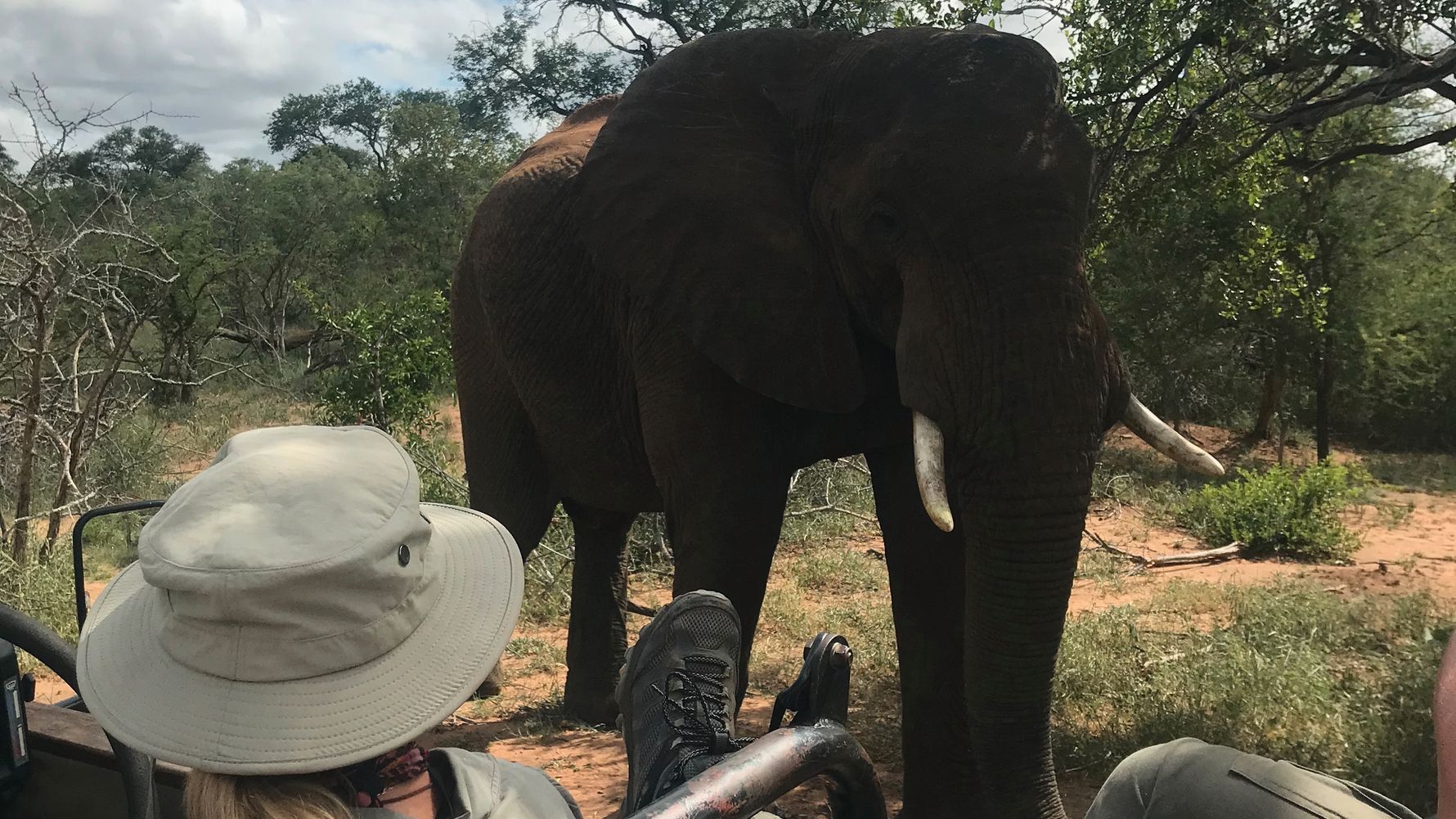 erfahrungsberichte-rangerkurse-suedafrika-field-guide-level-1-nadine-elefant-natucate
