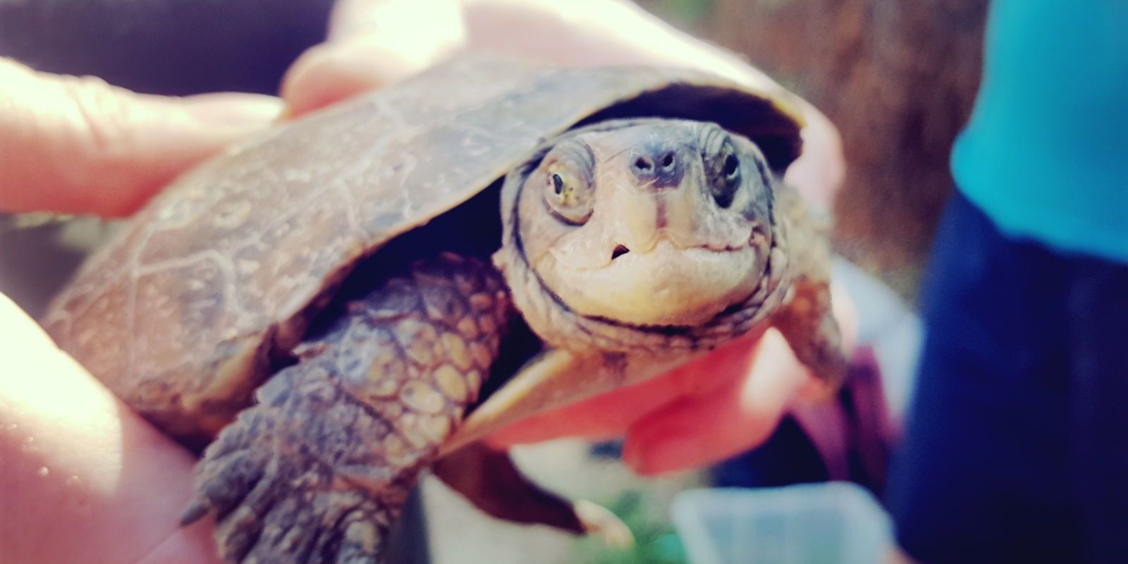 freiwilligenarbeit-spanien-valencia-europa-schildkroete-natucate