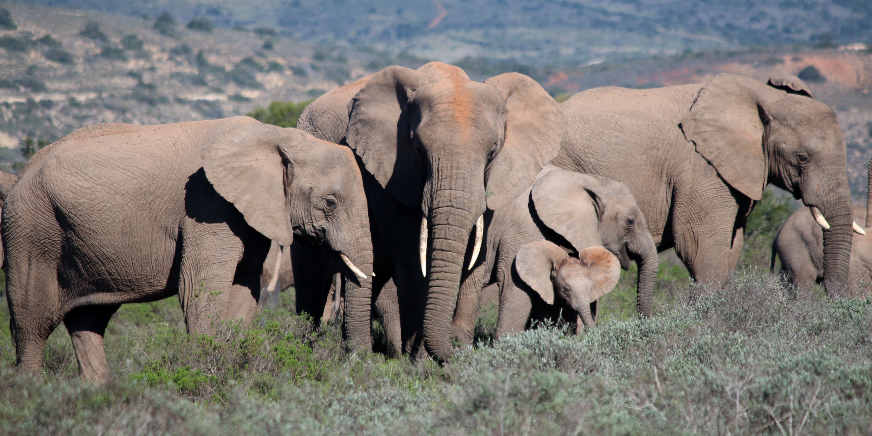 Eine kleine Elefantenherde mit Jungtieren im suedafrikanischen Amakhala Game Reserve