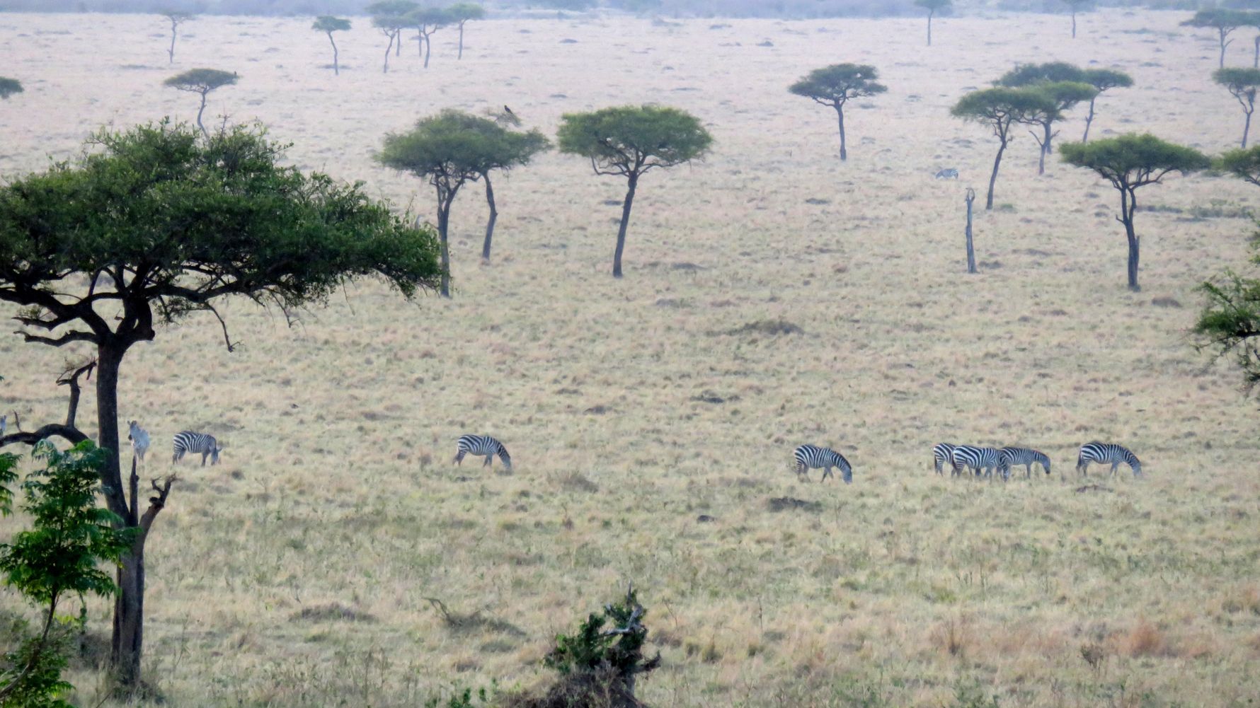 Safari Tansania: Mehrere Zebras grasen in der mit Schirmakazien bespickten Savanne des oestlichen Afrikas