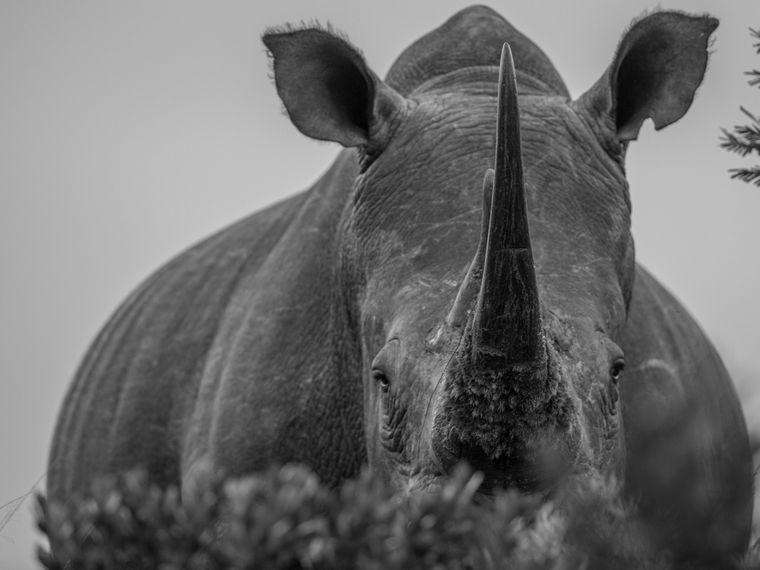 blog-news-coronavirus-artenschutz-nashorn-natucate