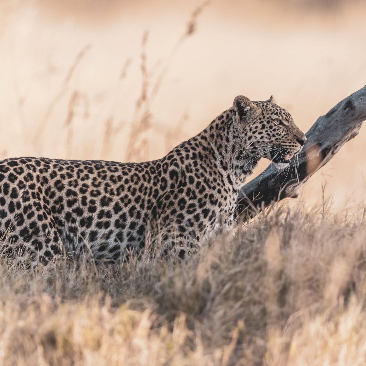 natucate-botswana-okavango-leopard-im-hohen-gras-16