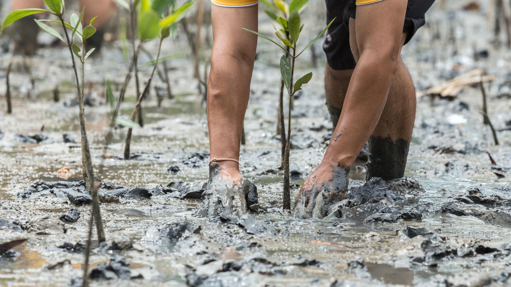 Planting trees in the swamp