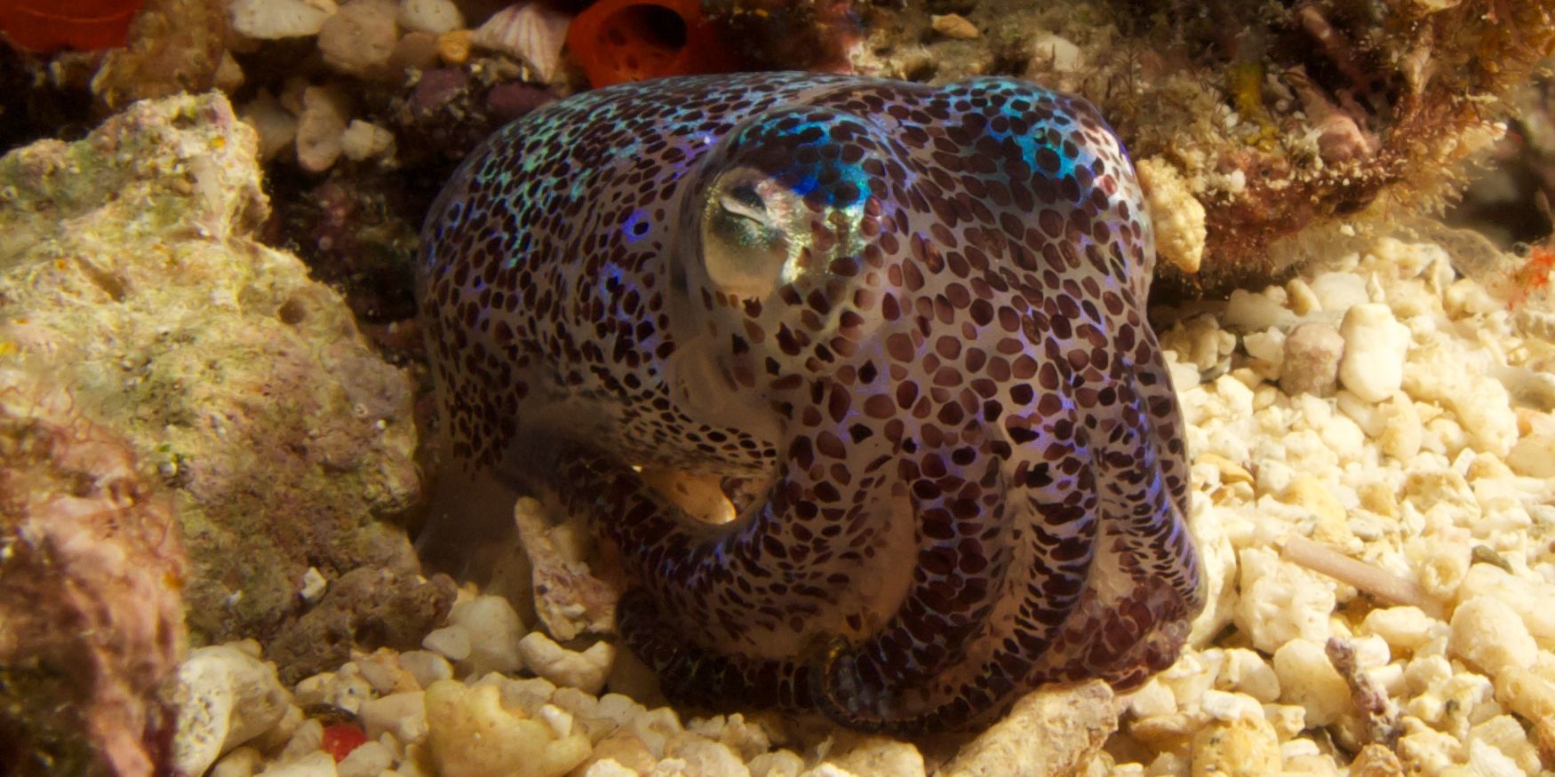A small little octopus is hiding himself in a coral reef in the Philippines
