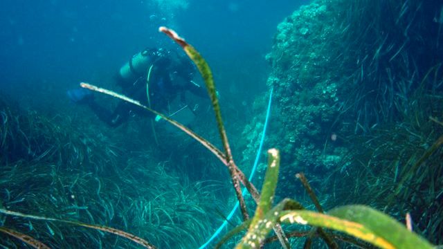 Freiwilligenarbeit Spanien: Meereschutz-Volunteer vor der Kueste Spaniens beim Tauchen