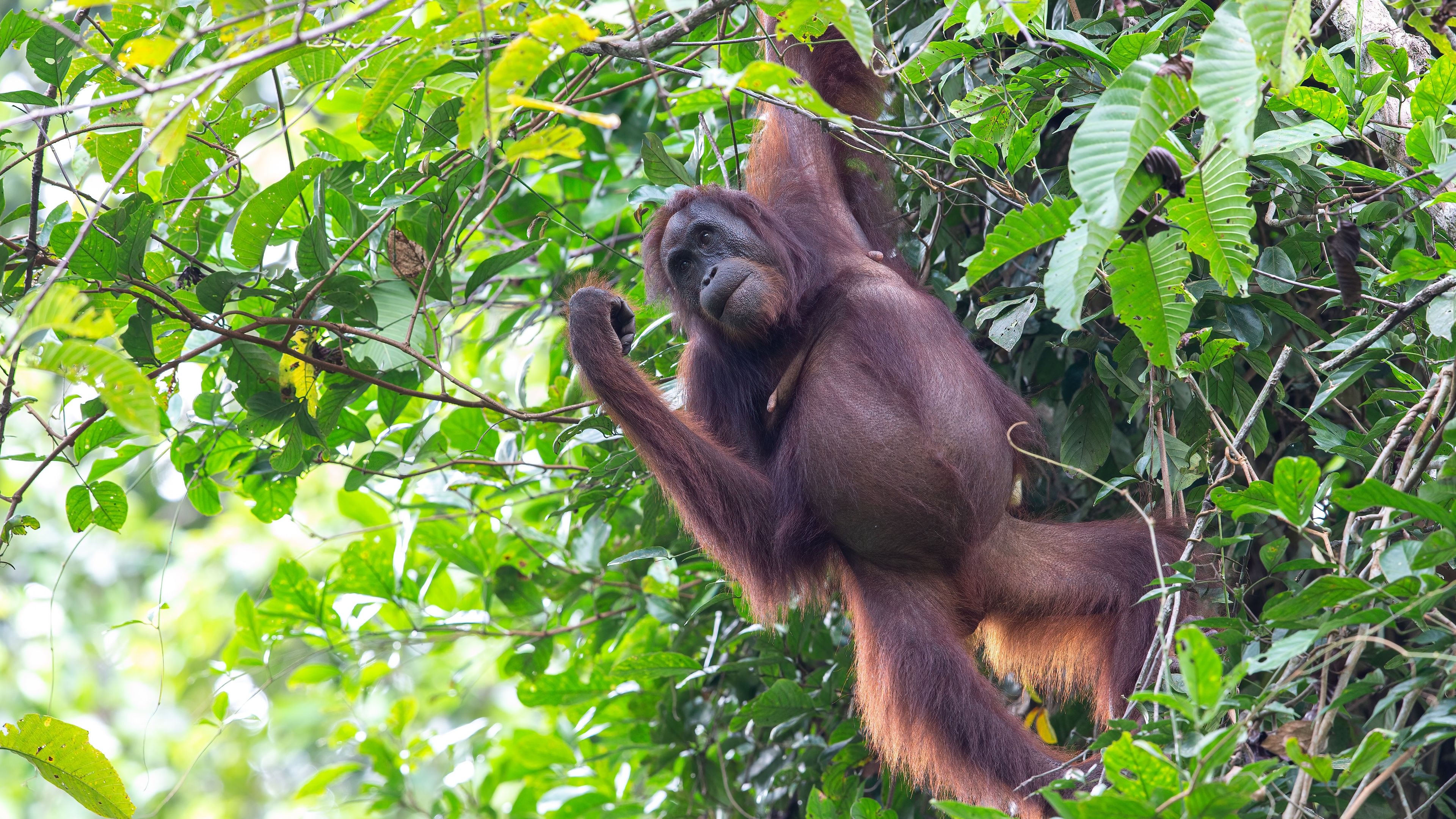 Weiblicher Orangutan