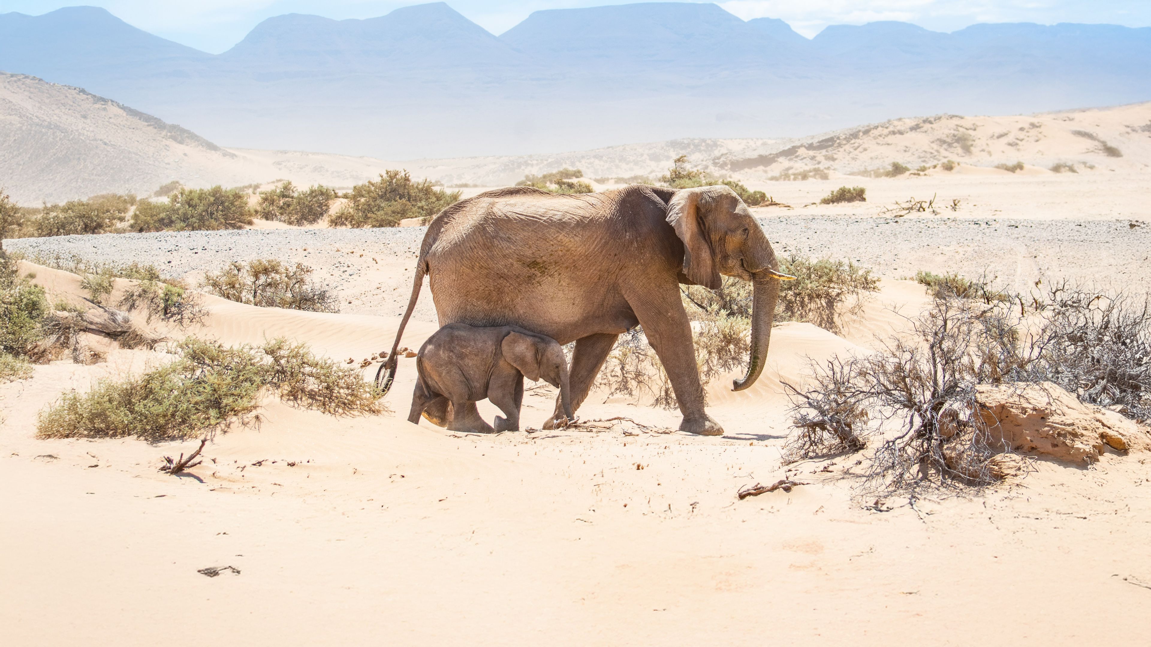 Elephant mum and Baby walk through Damaraland