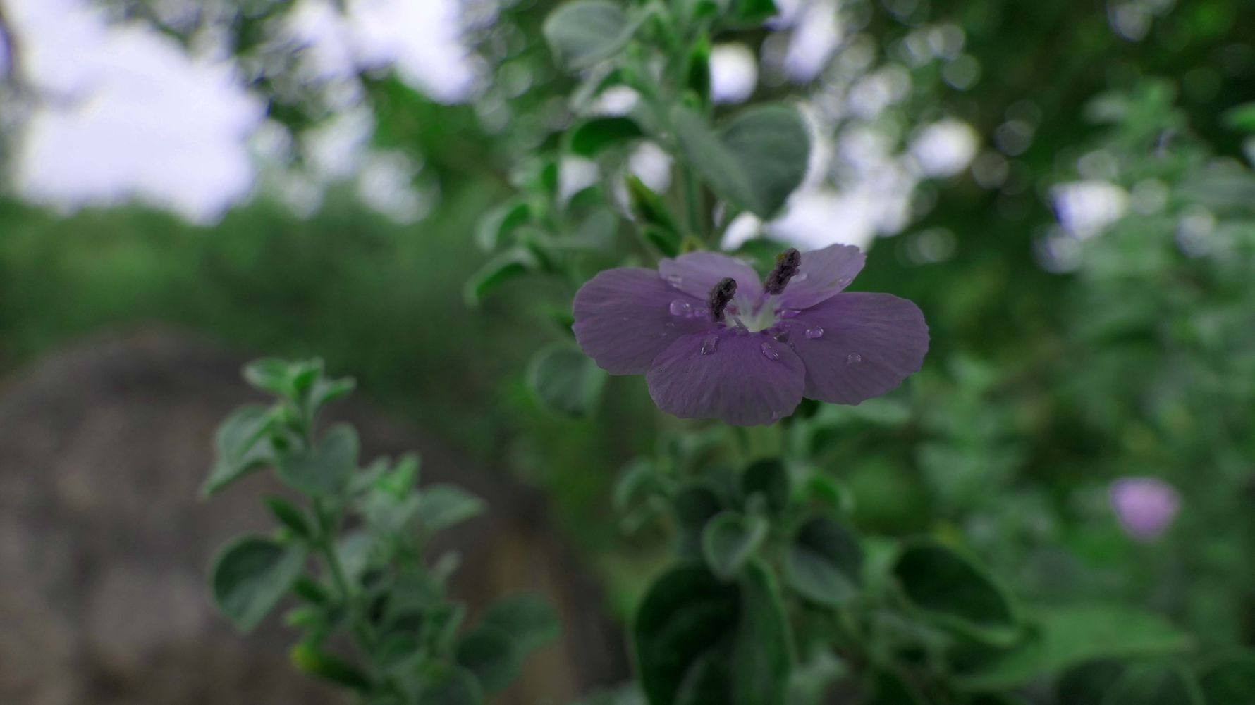 blog-wissen-regenerative-travel-afrika-flora-natucate