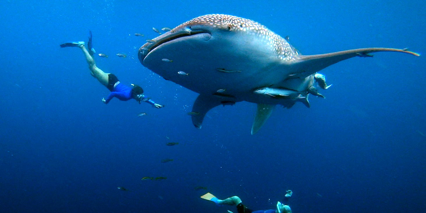 Ein Walhai unter Wasser umgeben von zwei schnorchelnden Personen auf Abenteuerreise in Indonesien.