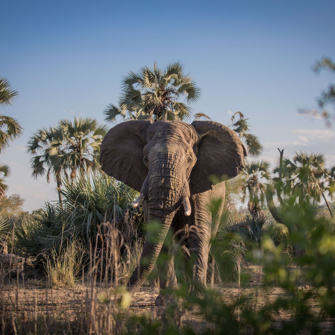suedafrika-erfahrungsbericht-kundenfotos-rangerausbildung-elefant-natucate