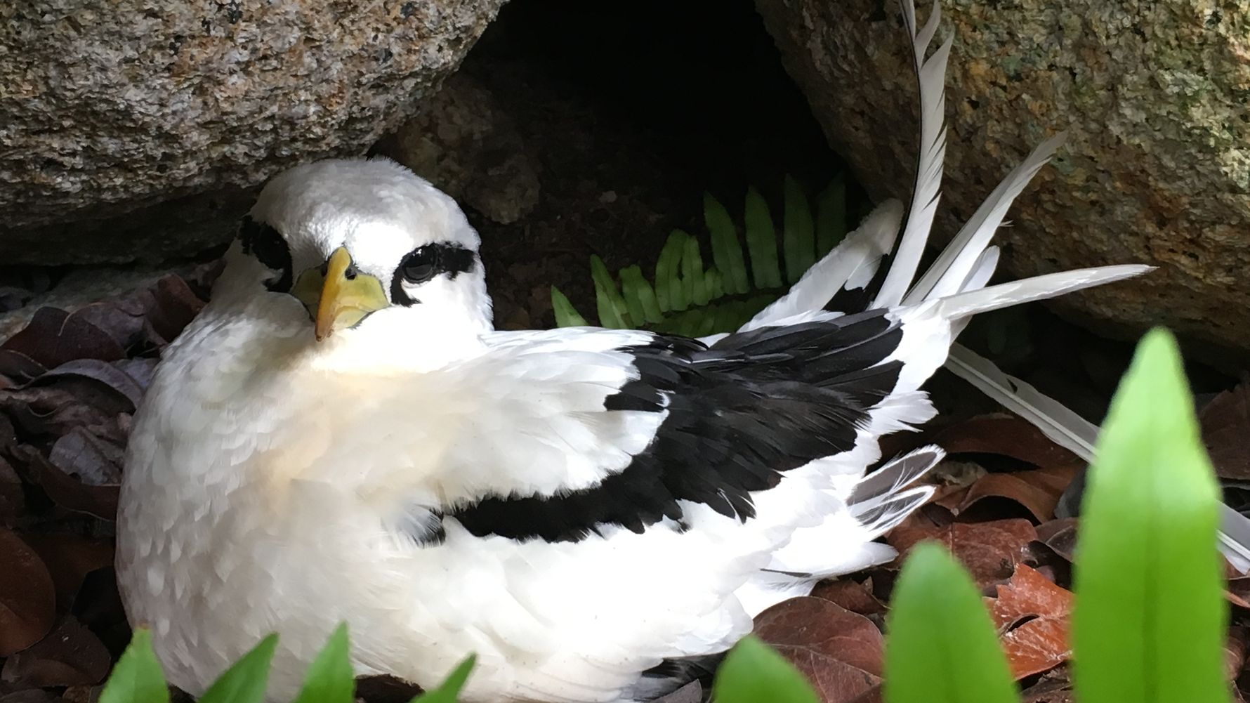 Ein Weissschwanz-Tropikvogel sitzt zwischen zwei Steinen