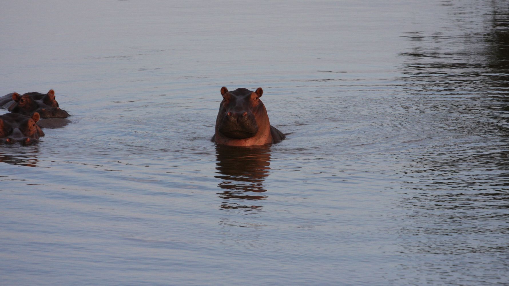 afrika-flusspferde-naturwissen-blog