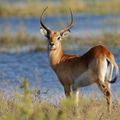 reiseort-botswana-mababe-reservat-antilope-natucate