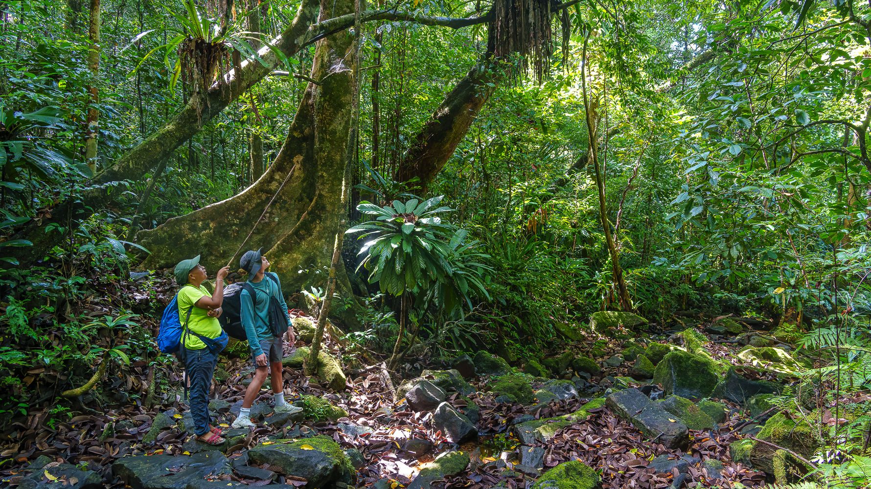 Spaziergang Wald Masoala