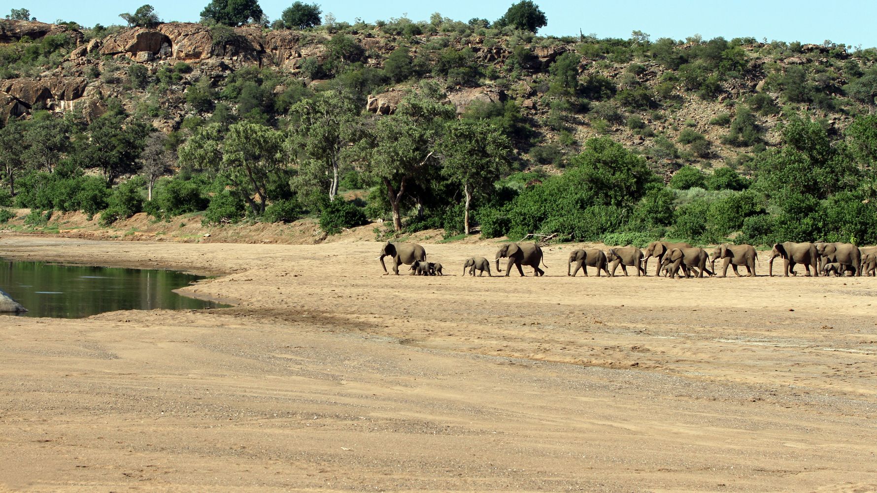 blog-wissen-elefanten-7-fun-facts-elefantenherde-flussbett-natucate