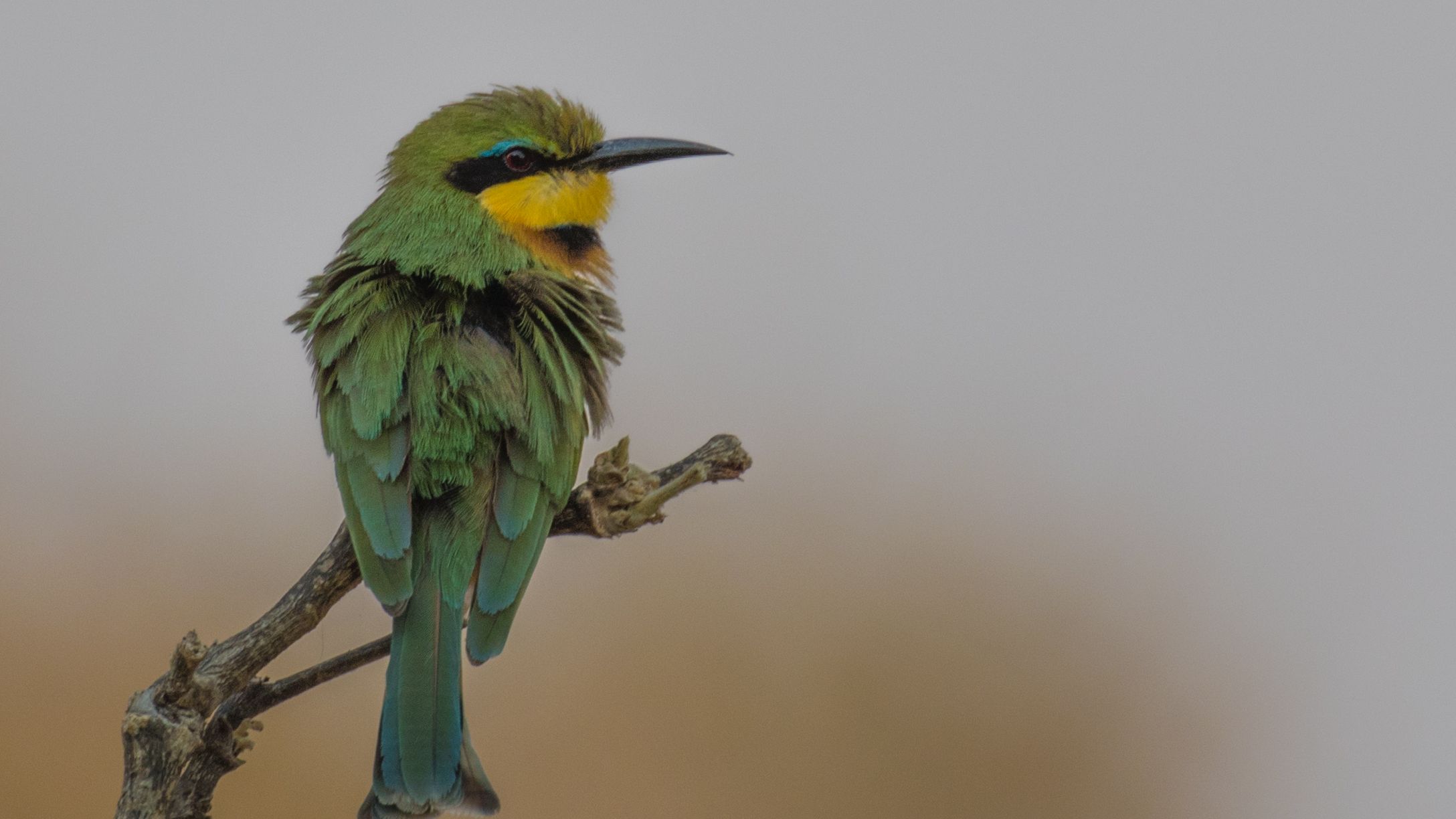 safari-botswana-naturwunder-des-nordens-beeeater