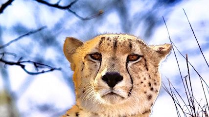 erfahrungsberichte-naturausbildung-pfg-sebastian-gepard-natucate
