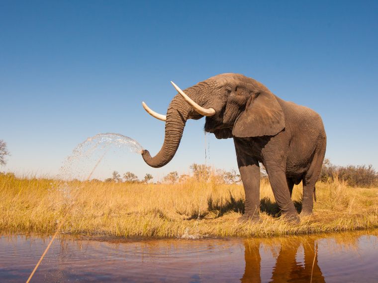 botswana-safari-deluxe-9-dayds-elephnts