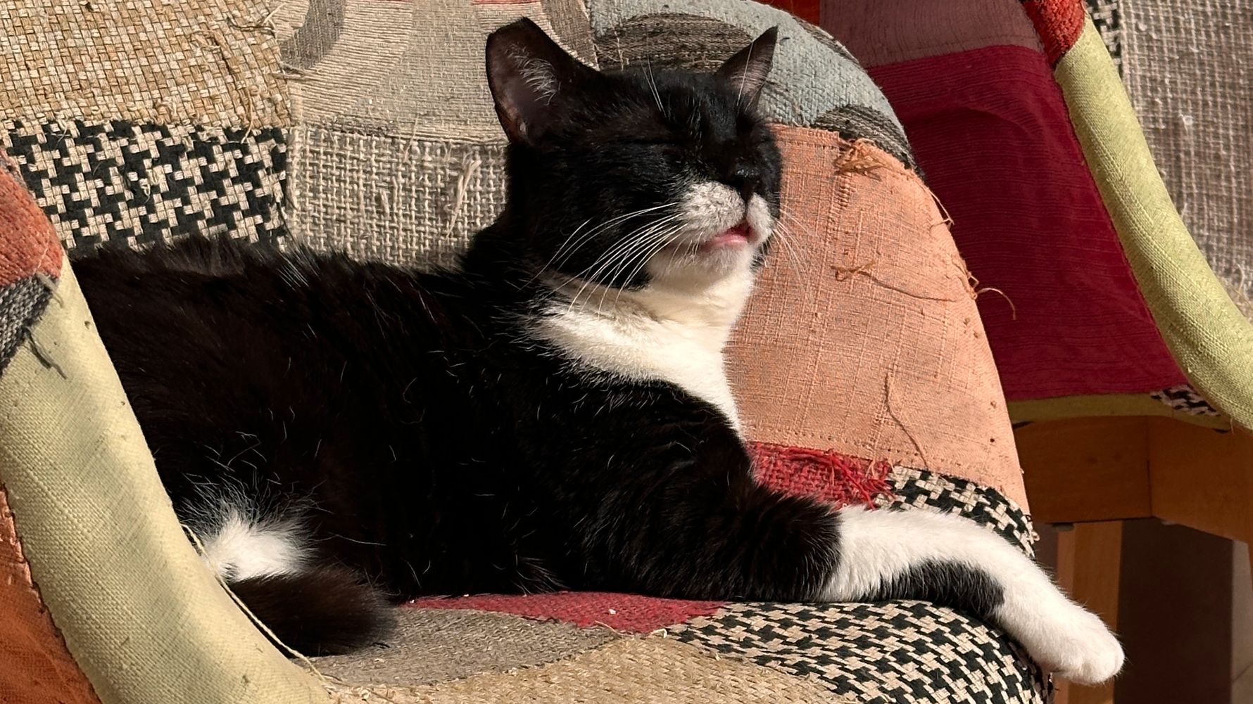 natucate-erfahrungsbericht-griechenland-tierschutz-jasira-katze-stuhl