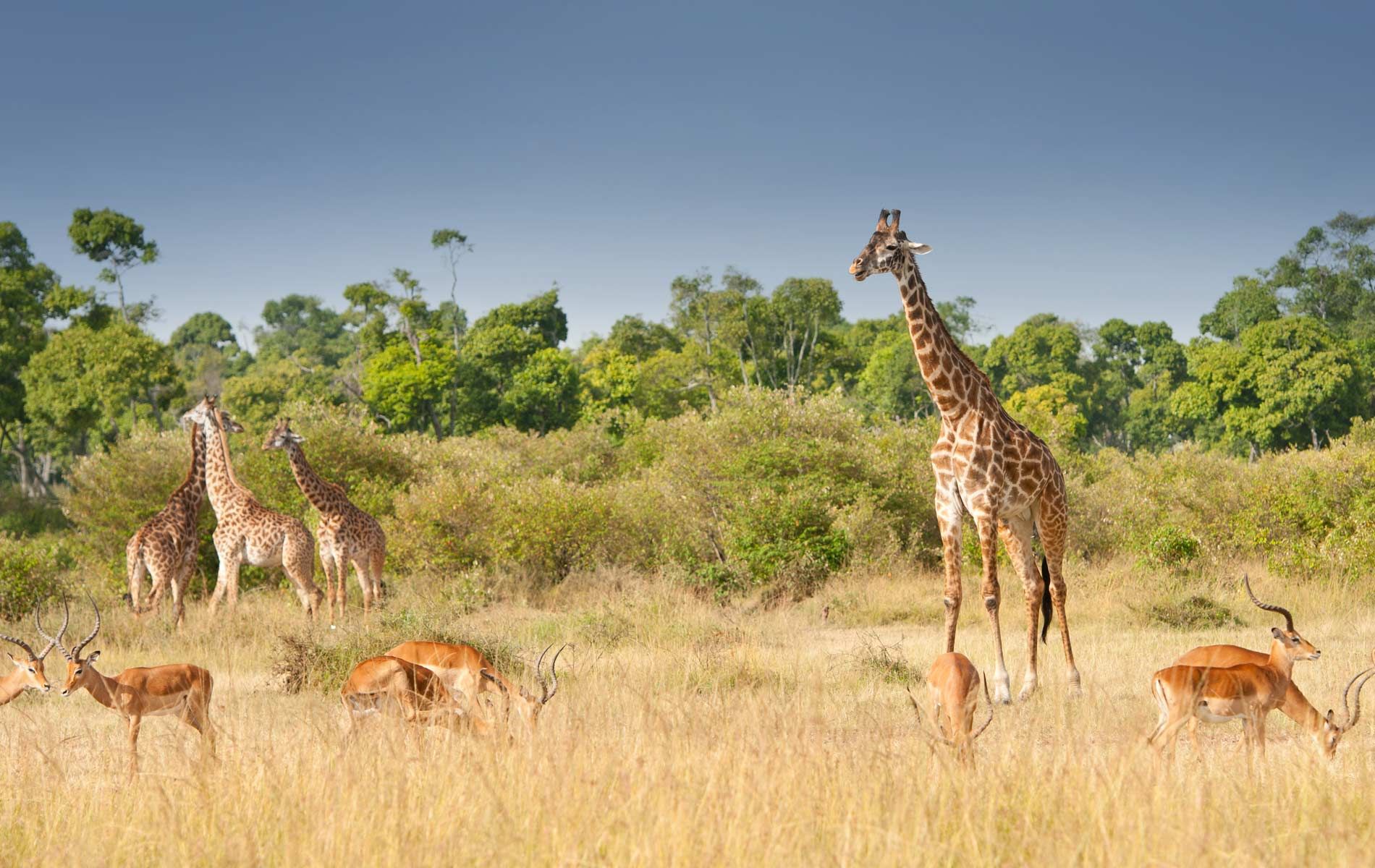 Field Guide Courses In Kenya Masai Mara Guiding Natucate