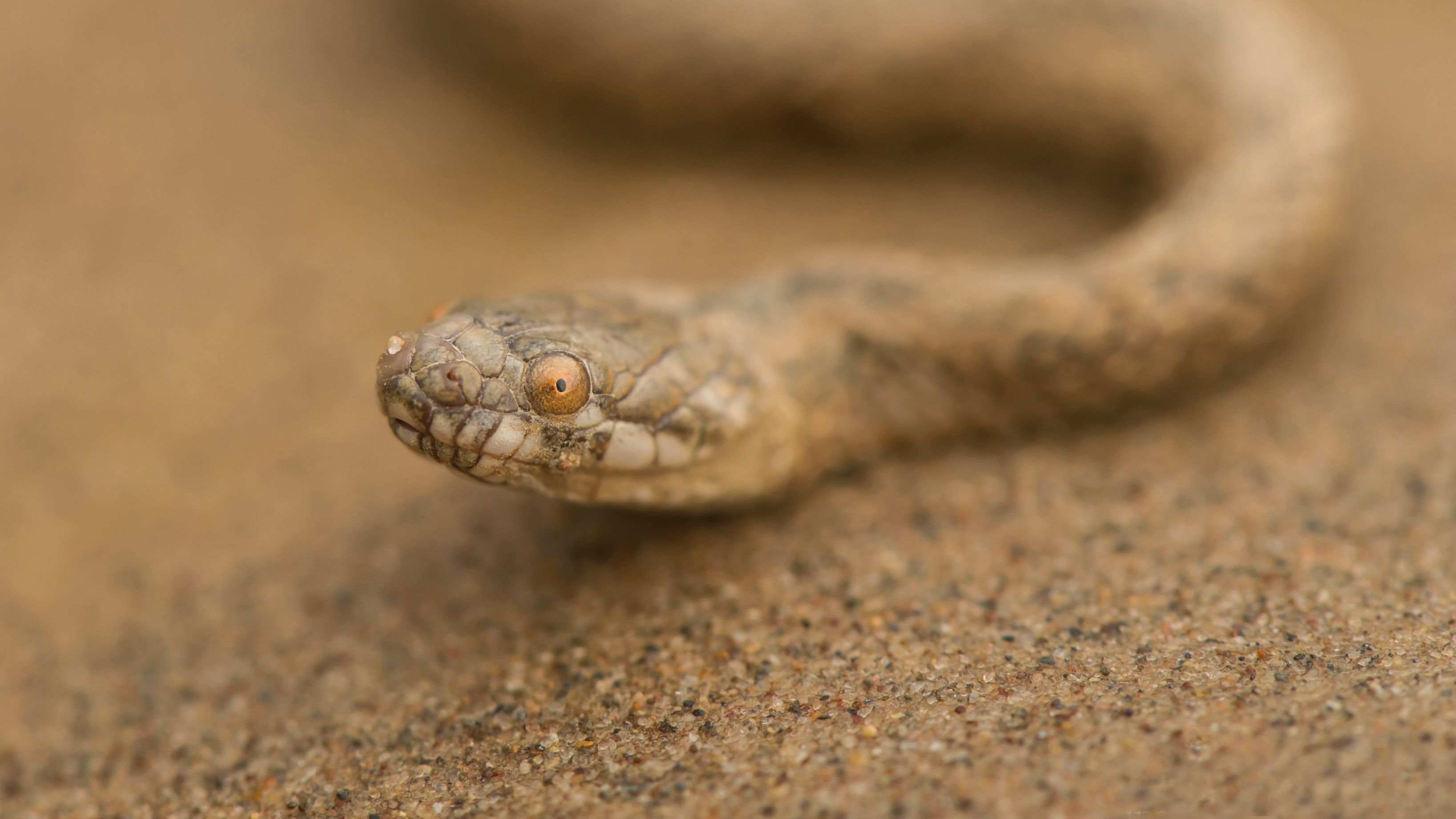 Eine Schlange dient der Amphibienforschung bei einem Rangerkurs im Amazonas