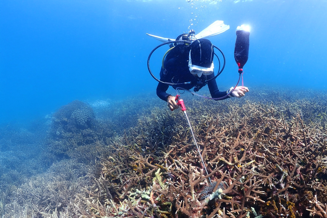 Diver measures coral reef