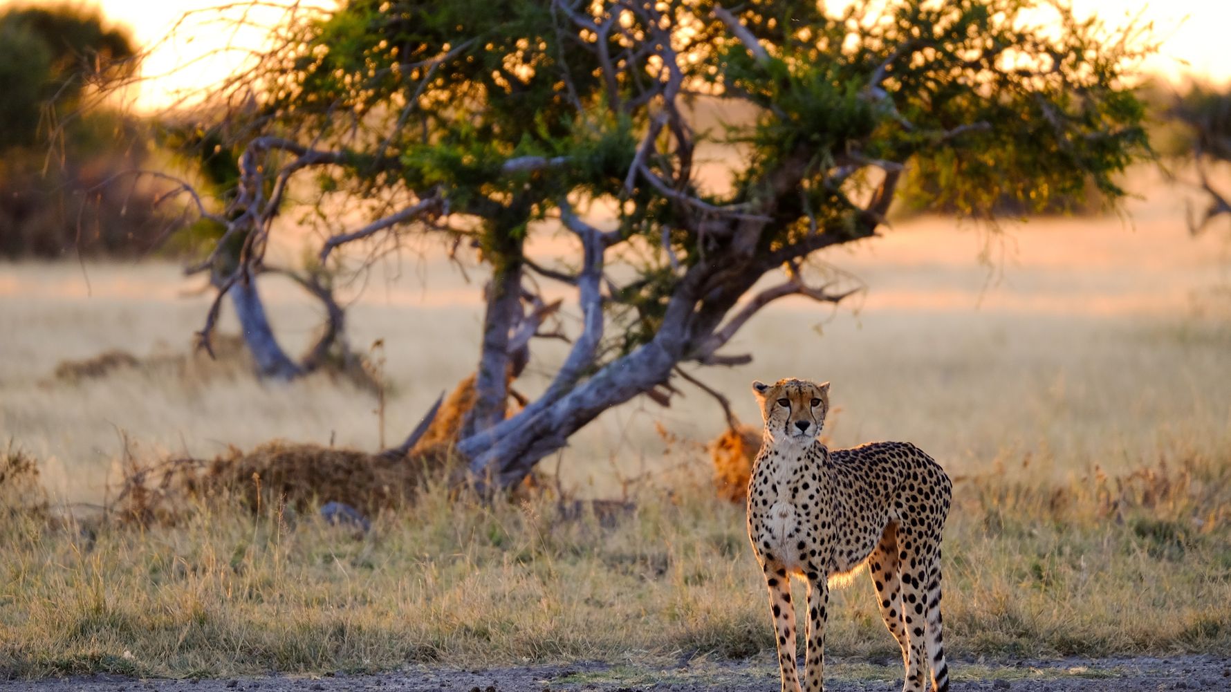 natucate-blog-buchempfehlung-kalahari-cheeta