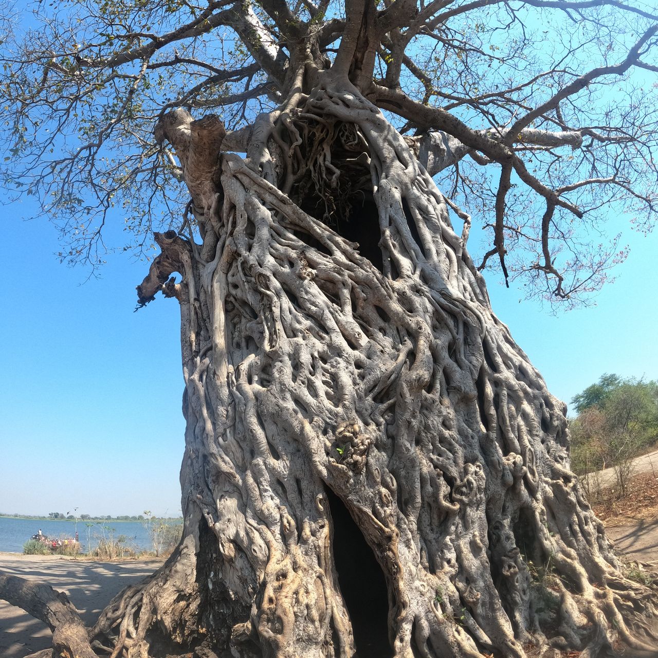 Big tree Malawi