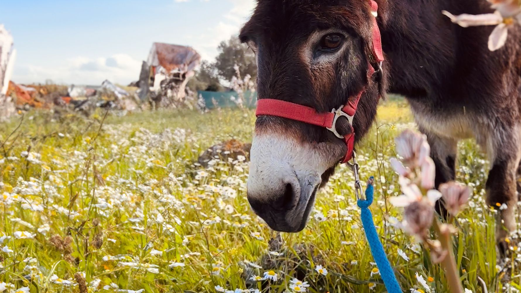 natucate-erfahrungsbericht-griechenland-tierschutz-jasira-esel-profil-2