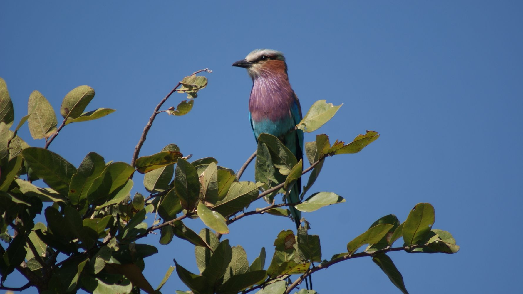 Lilac breasted roller