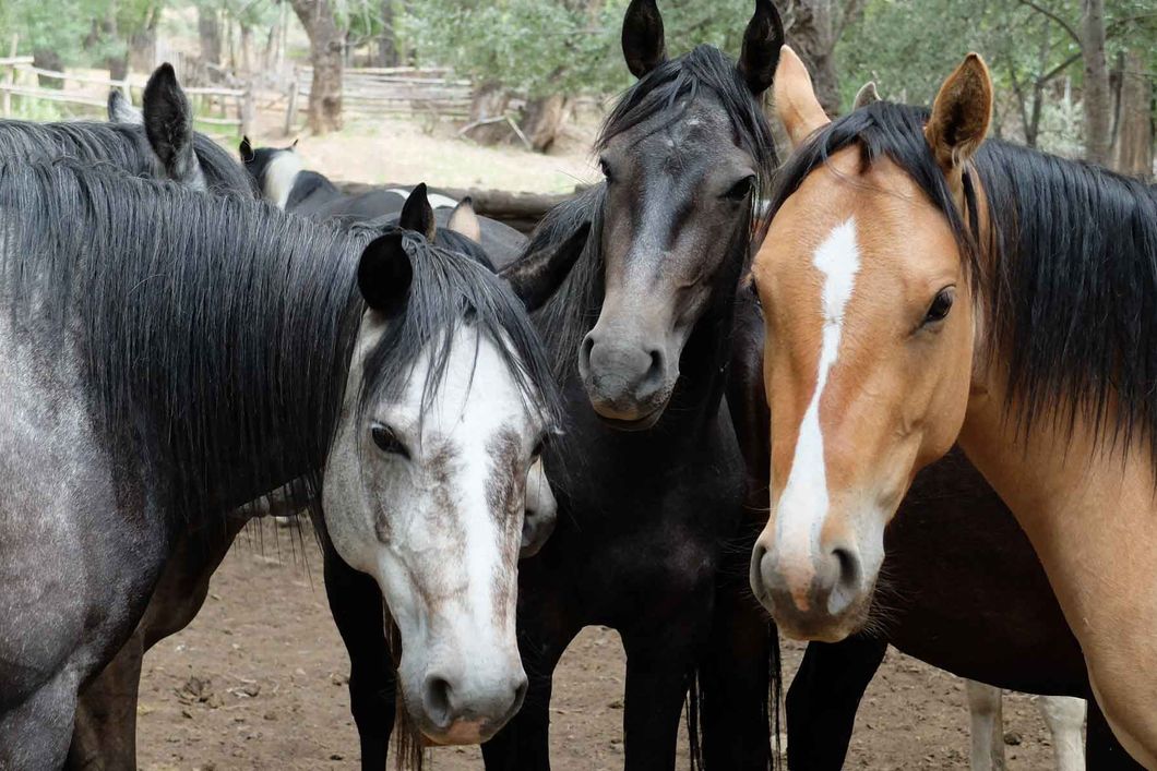 Die Pferde der Ranch bei ihrem taeglichen Auslauf mit den Praktikanten