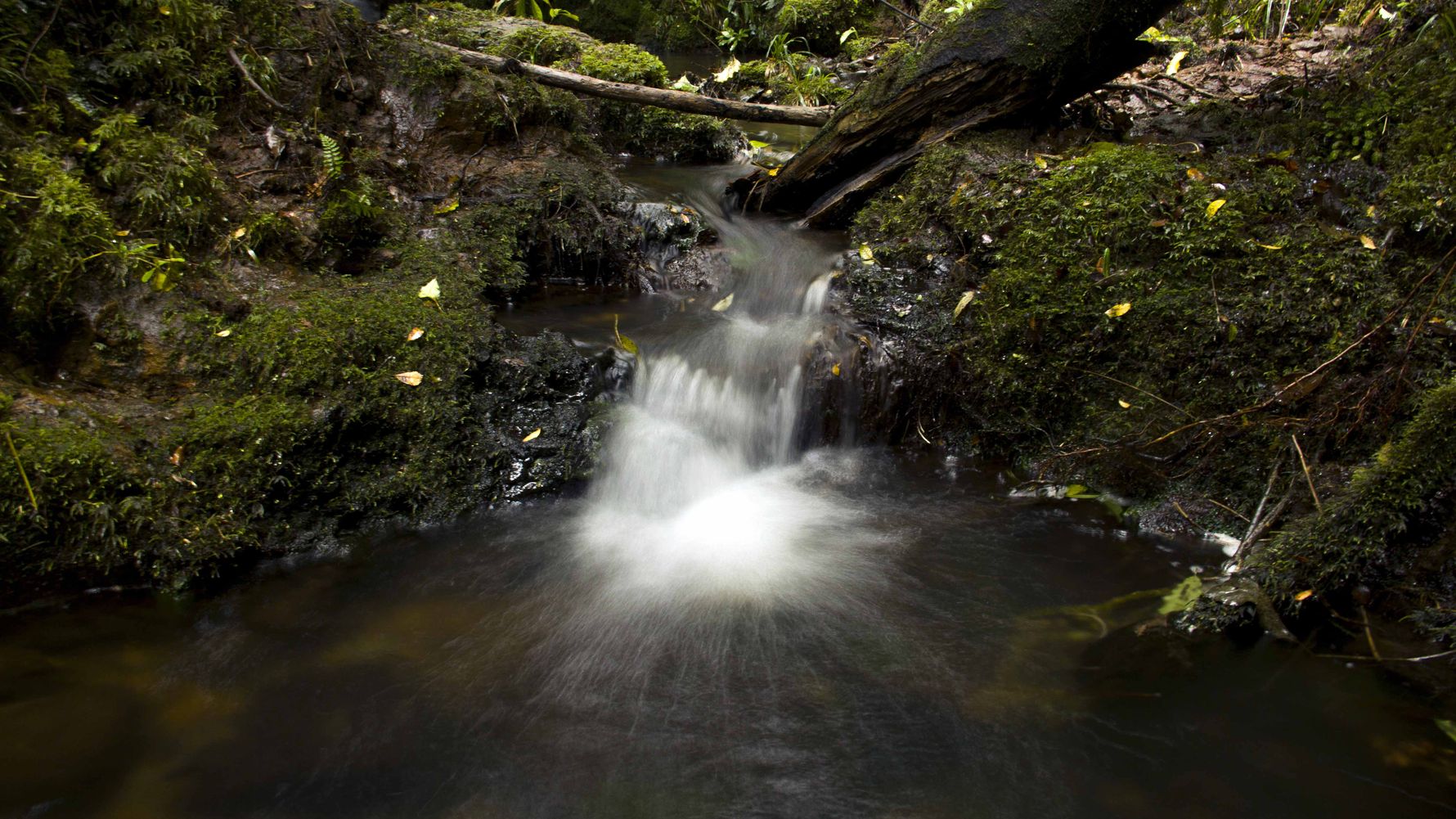 blog-ratgeber-neuseeland-kauri-coast-wasser-natucate
