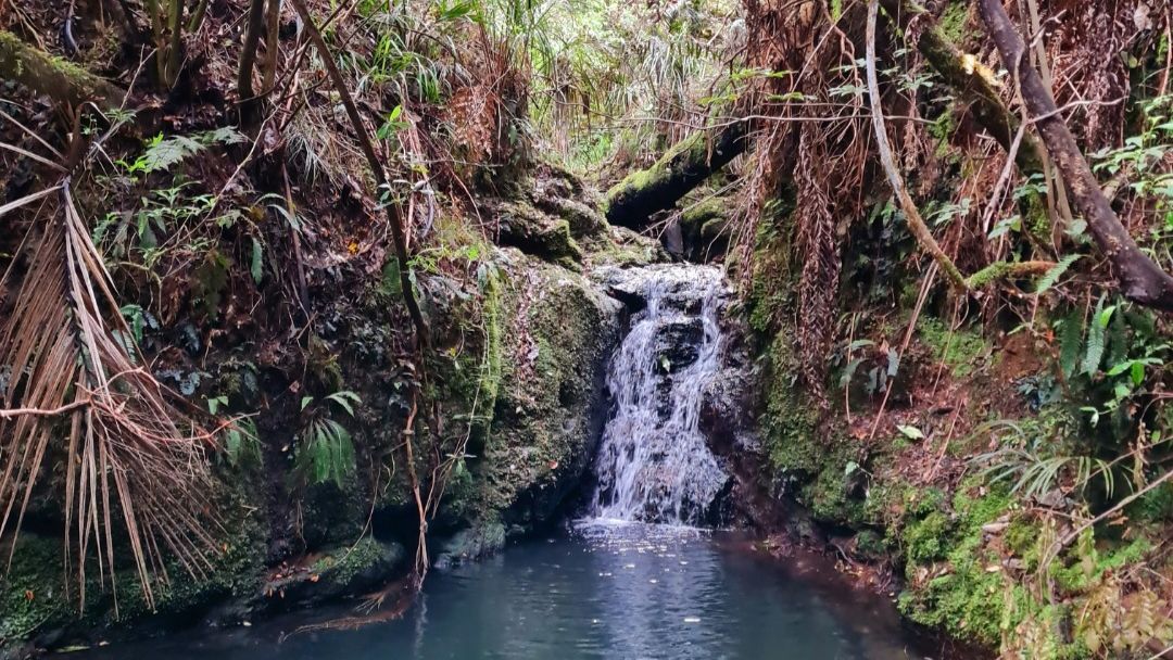 natucate-blog-review-volunteering-kauri-coast-ellie-small-waterfall