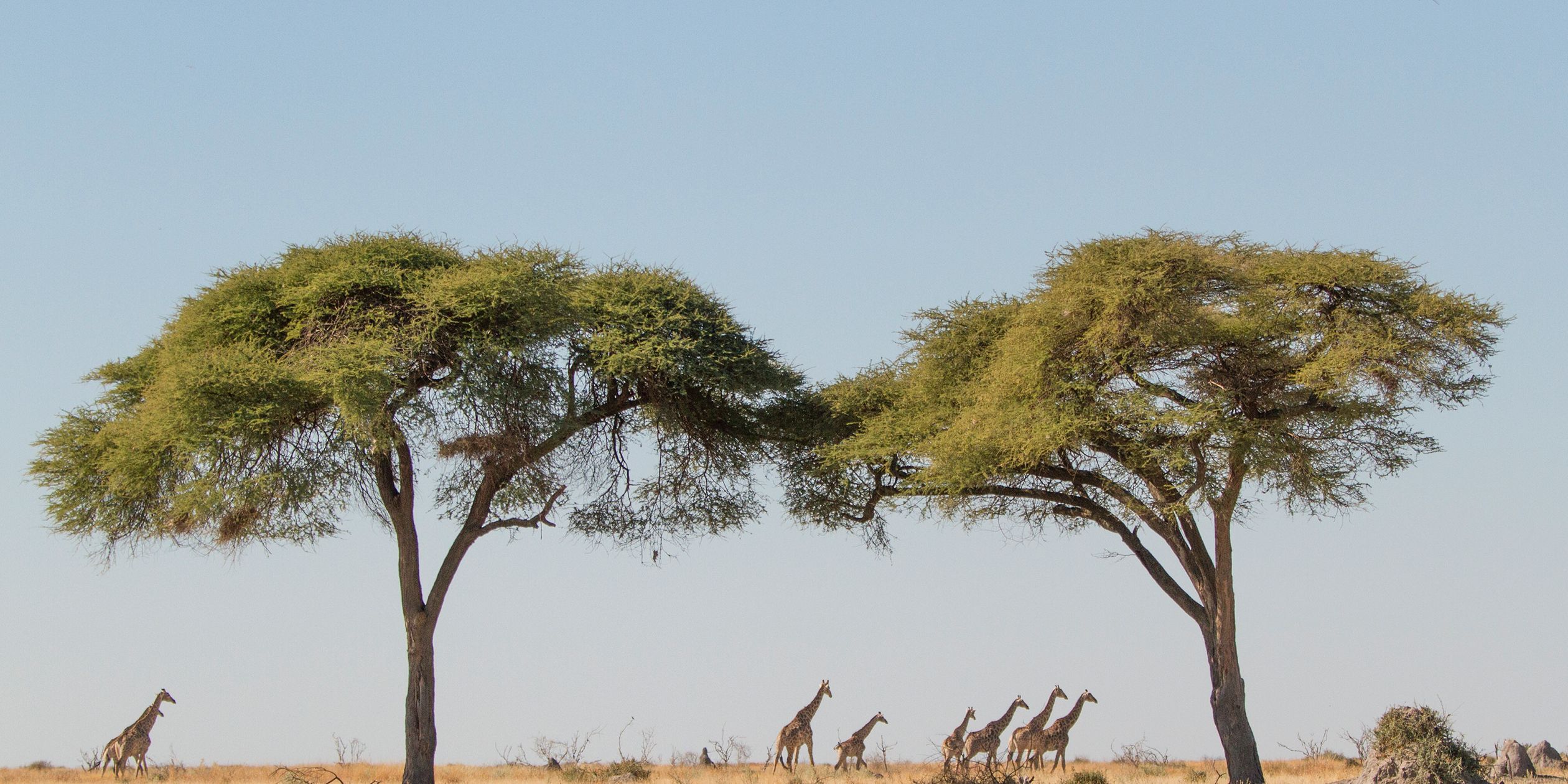 safari-botswana-okavango-delta-northern-highlights-giraffe-landscape-natucate