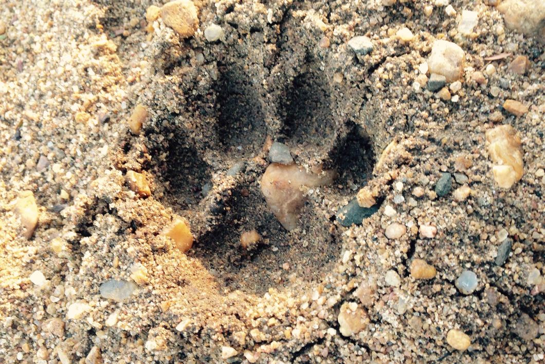 Nahaufnahme eines Pfotenabdrucks in steiniger Erde