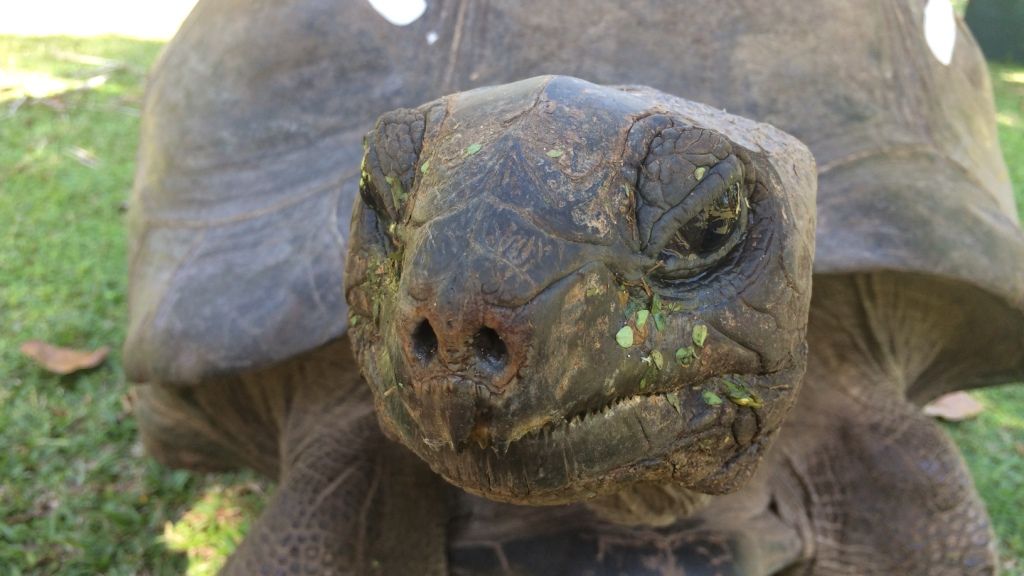erfahrungsberichte-sabbatical-australien-afrika-naturschutz-silvia-schildkroete-nahaufnahme