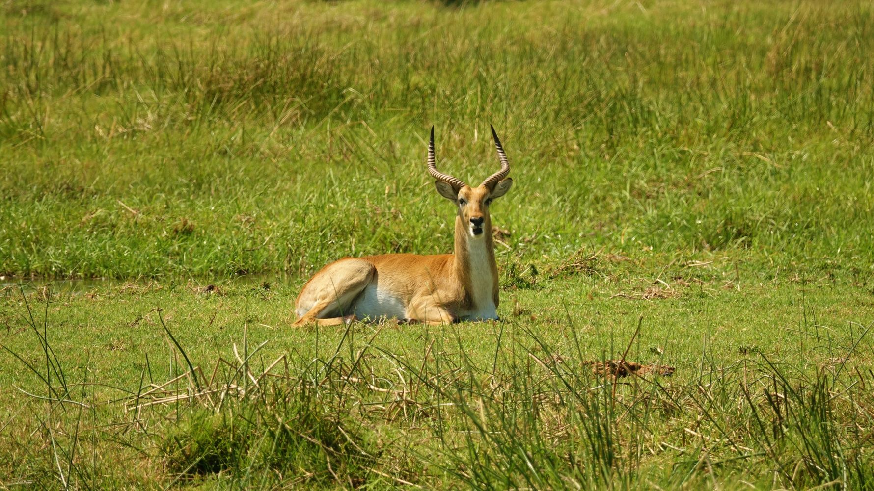 blog-ratgeber-botswana-moremi-wildreservat-antilope-natucate